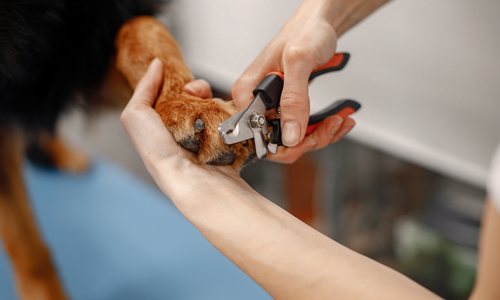 Dog nails being clipped