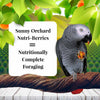 Lafeber Sunny Orchard Nutri-Berries for Parrots