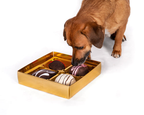 Fab Dog Dogiva Box of Chocolates Dog Toy (4 Count)