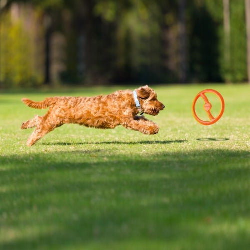 Bionic Toss-N-Tug Dog Toys