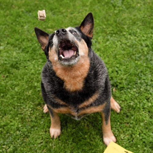 Animals Like Us Dog Treats Grass-Fed Lamb Tripe