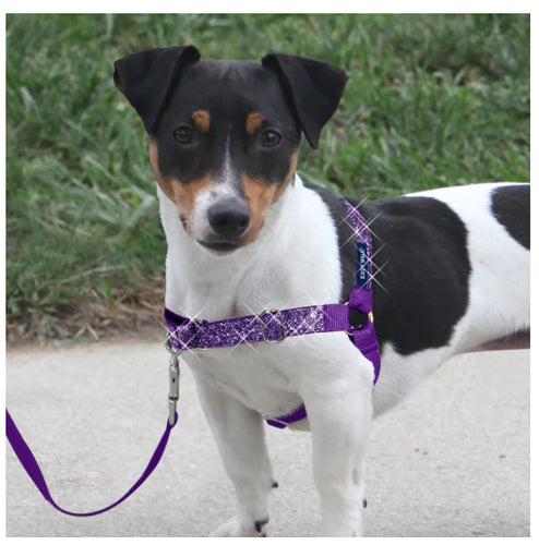 PetSafe Easy Walk Purple Bling Dog Harness - George Town, Cayman Islands -  Savannah, Cayman Islands - Animal House