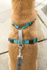 PetSafe 3 in 1 Teal Dog Harness