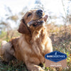 Barkworthies Whole Elk Antler Dog Chew for Extra Large Dogs