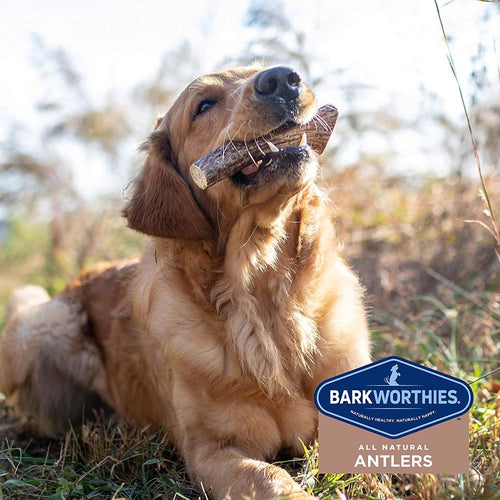 Barkworthies Whole Elk Antler Dog Chew for Extra Large Dogs