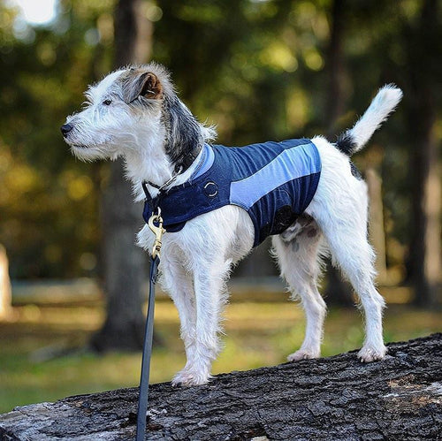 Thunderworks ThunderShirt for Dogs: Blue Polo