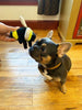 Tall Tails Bee with Squeaker Dog Toy (5)